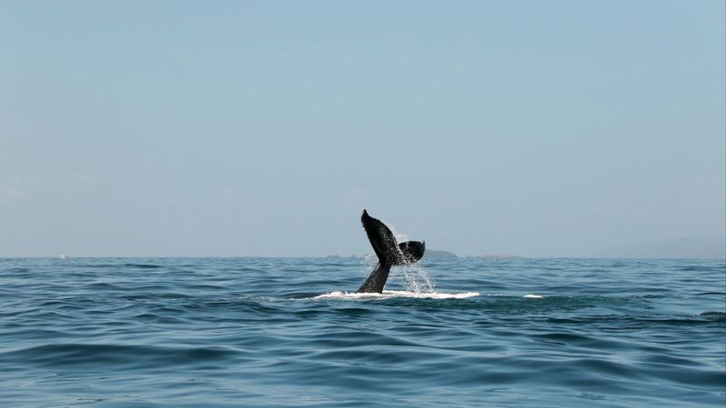 whale, tail, spray, 4k