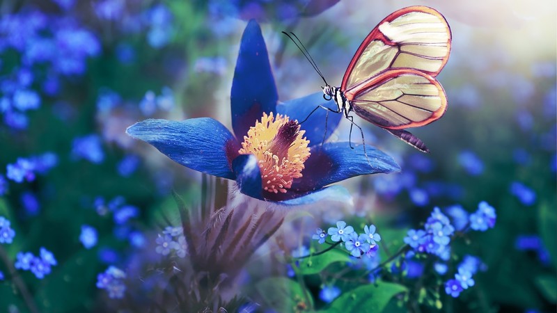 butterfly, insect, flowers, plants, colorful, animals