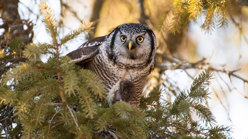animals, owl, birds