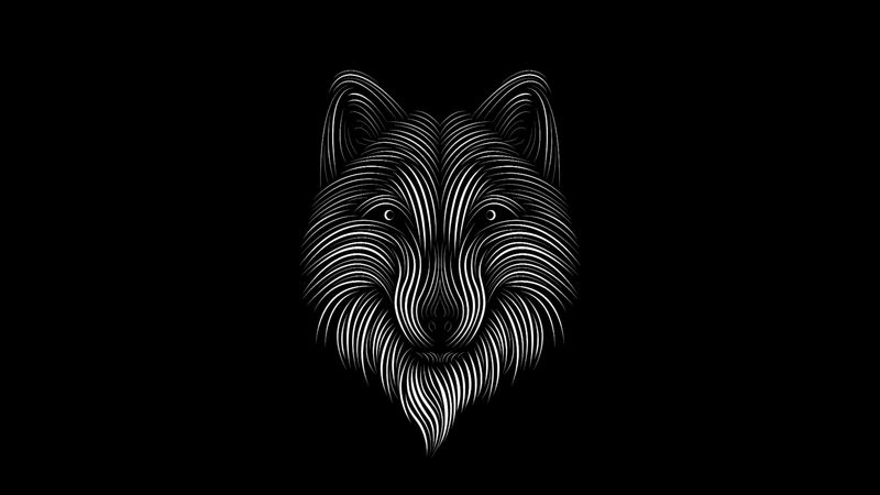 fox, line, art, bw, 4k
