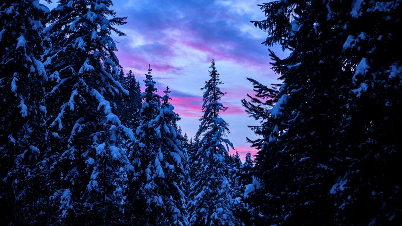 forest, trees, snow, sunset, sky, 4k