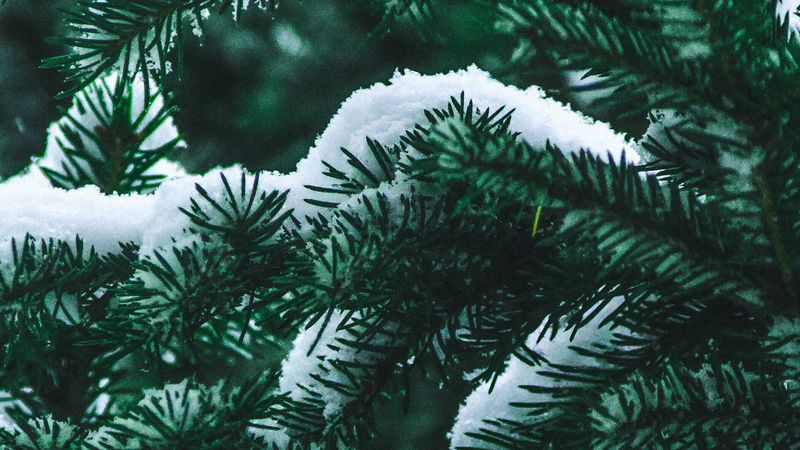 spruce, branch, snow, winter, needles, bush, 4k