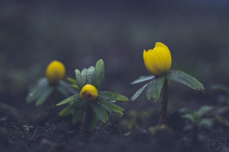 outdoors, yellow flowers, flowers, plants