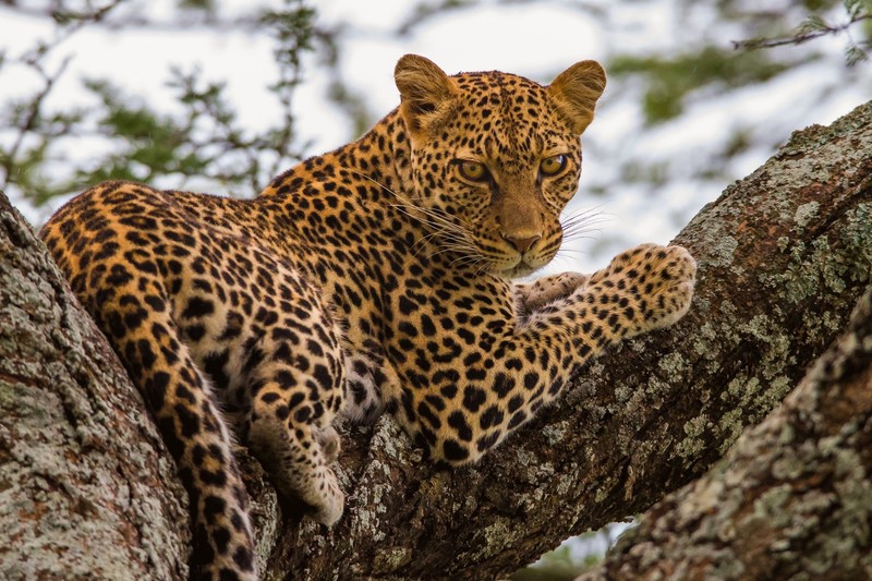 leopard (animal), big cats, mammals, animals