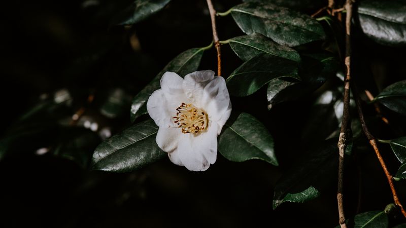flower, branches, flowering, leaves, dark, 4k