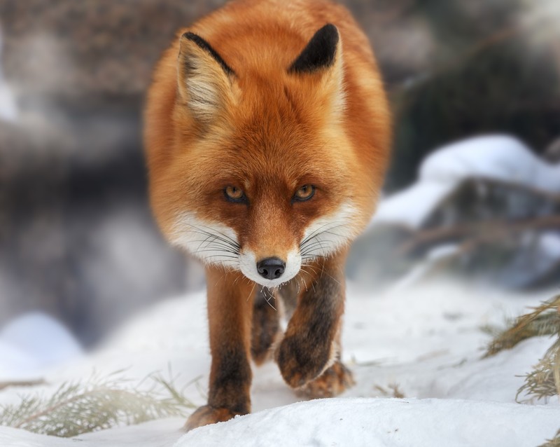 animals, fox, nature, red, fur, winter, depth of field, frontal view