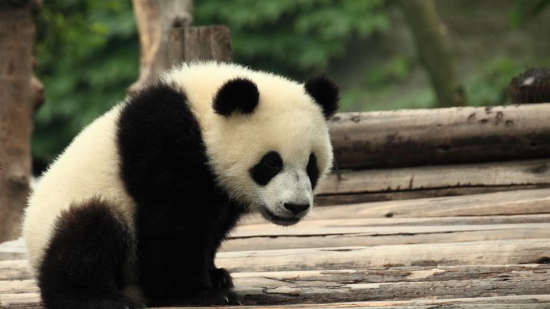 panda, bear, cute, wildlife, 4k