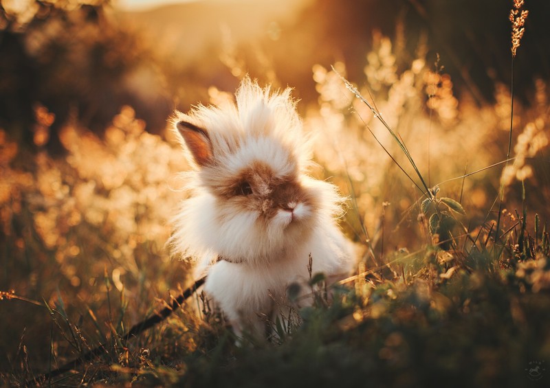 animals, rabbits, depth of field, sunset