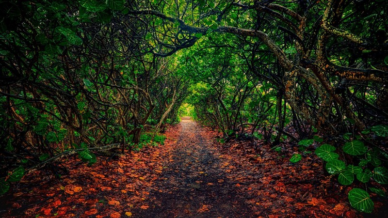 nature, landscape, plants, leaves, path, trees, branch, Florida, USA