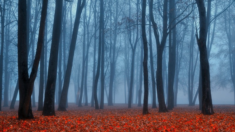 nature, landscape, forest, trees, dark, mist, leaves, fall, Russia