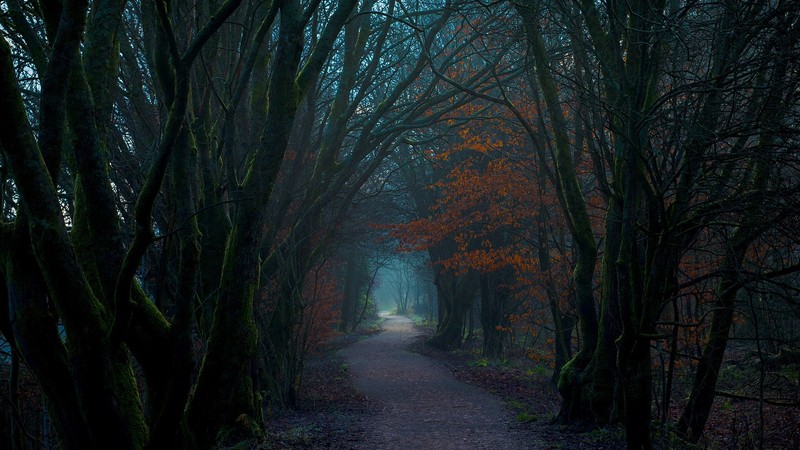 nature, landscape, dark, forest, trees, fall, path, walkway, leaves, mist, Lennoxtown, Scotland