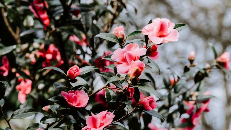 geranium, flowers, bush, flowering, blur, 4k