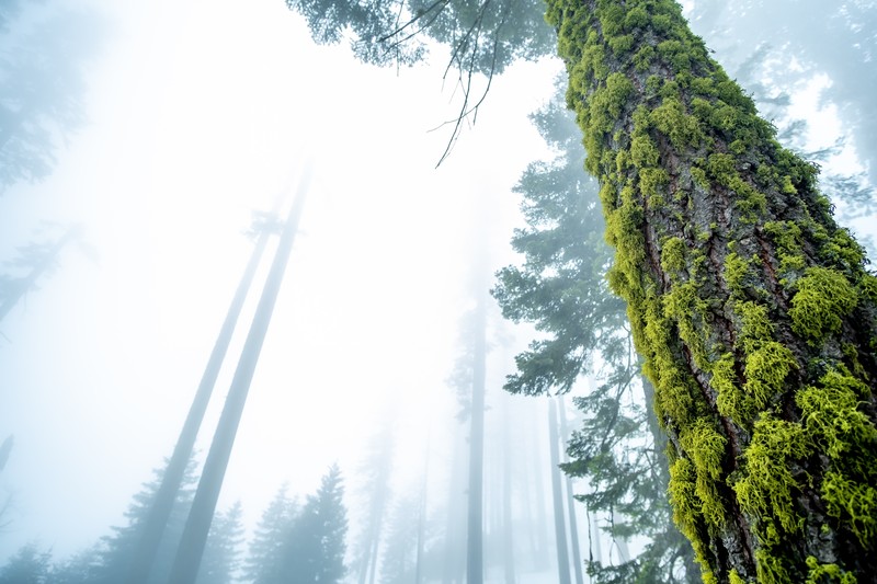 trees, moss, low-angle