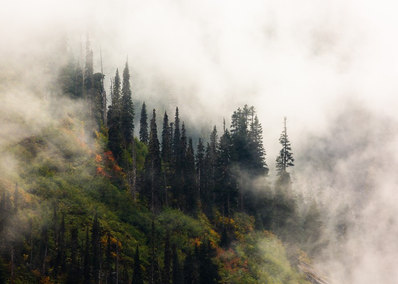 Snoqualmie Pass, USA, trees, landscape
