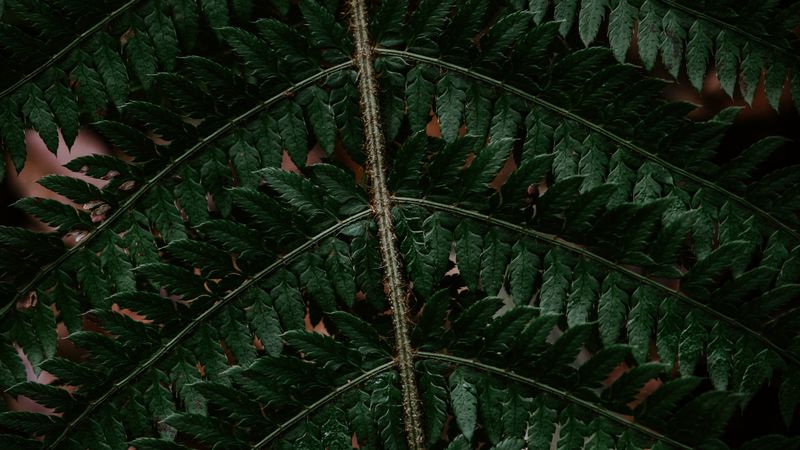 fern, leaf, green, carved, dark, 4k