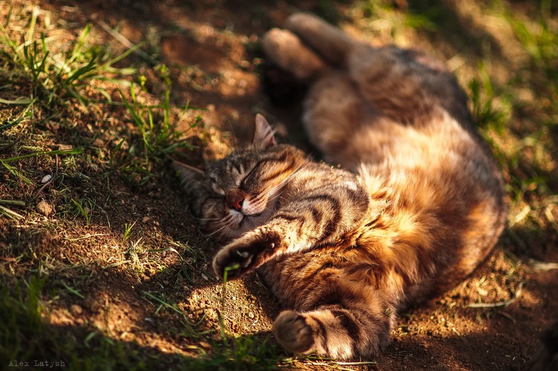 outdoors, cats, mammals, animals, Alex Latysh