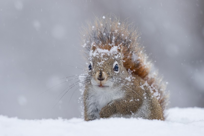 cold, winter, snow, mammals, squirrel, animals HD Wallpaper