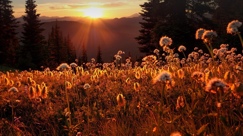 nature, landscape, plants, sunset, Sun, sun rays, trees, mountains, clouds, sky, dandelion, grass, British Columbia