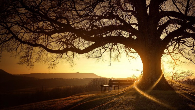 landscape, tree trunk, on bench, nature, sunrise