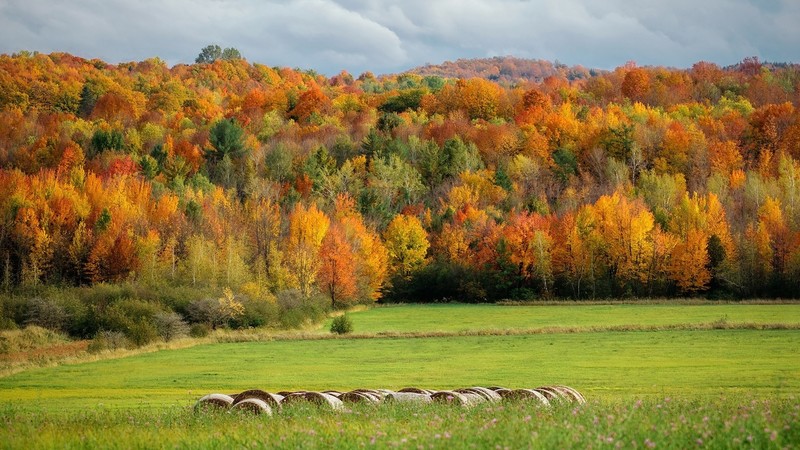 nature, landscape, trees, grass, clouds, forest, pink flowers, hills, Montreal, Quebec, Canada