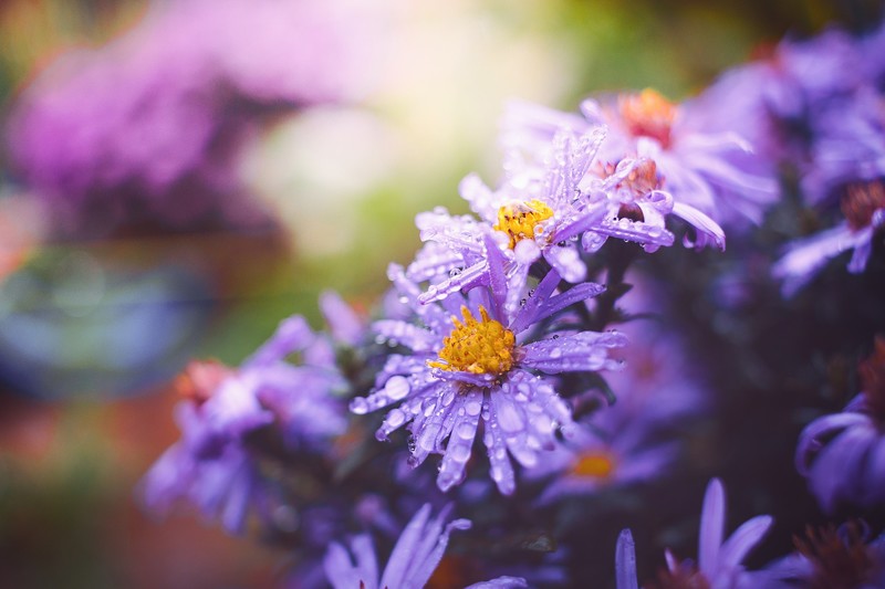 flowers, purple flowers, plants, nature, water drops
