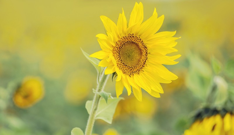 sunflowers, plants, flowers, yellow flowers