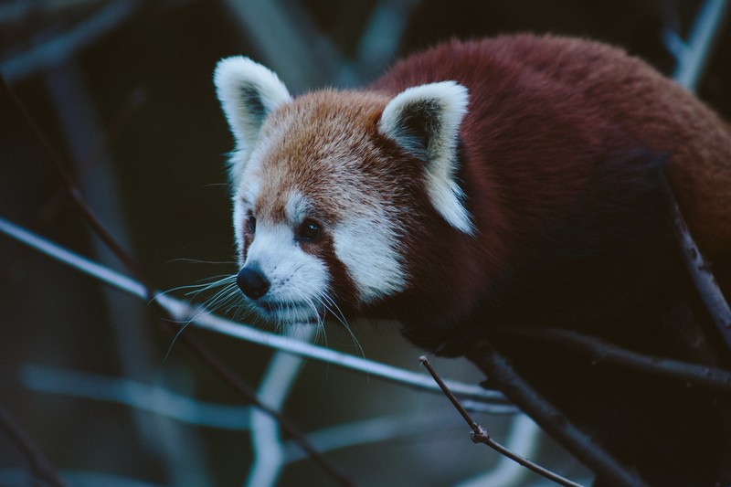 animals, panda, red panda, Zoo