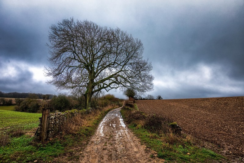 outdoors, dirt road, field, landscape