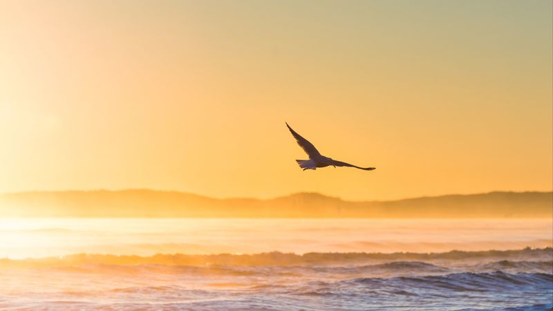 seagull, bird, field, fog, sunset, sea, 4k