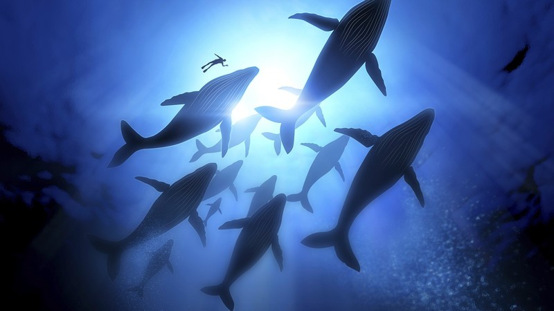 nature, water, underwater, bubble, divers, Sun, sun rays, whale, humpback whale, artwork, bottom view