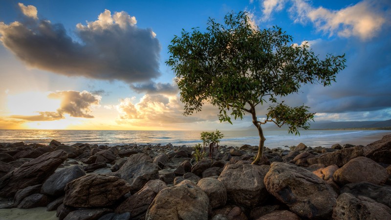 trees, stones, sea, sky, clouds, sunlight, sunrise, nature, landscape, photography