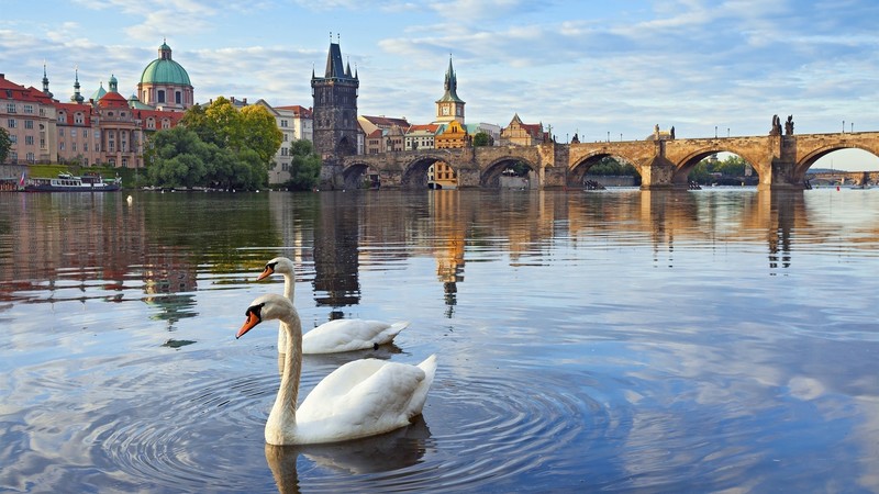 Czech Republic, Prague, bridge, building, architecture, swan, animals, river, reflection, sky, clouds, daylight, trees, nature, photography, boat