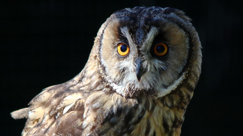 owl, closeup, black background, birds, animals, photography