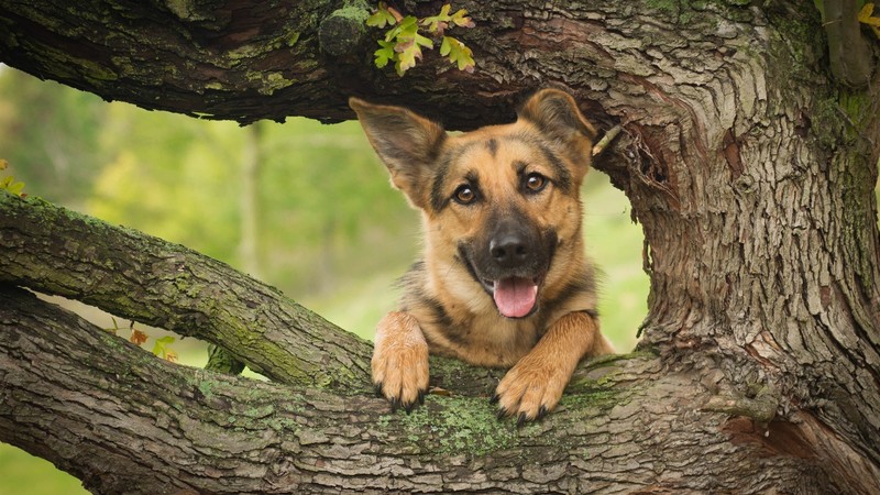 German Shepherd, dog, animals, branch, trees, nature, plants, photography, frontal view