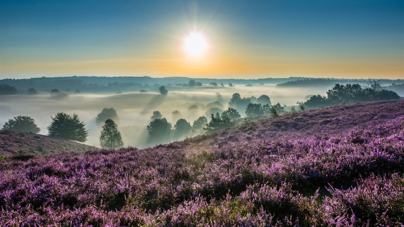 flowers, nature, Netherlands, national park, trees, mist, Sun, sky, landscape, photography