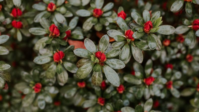 flower, petals, buds, plant, macro, 4k