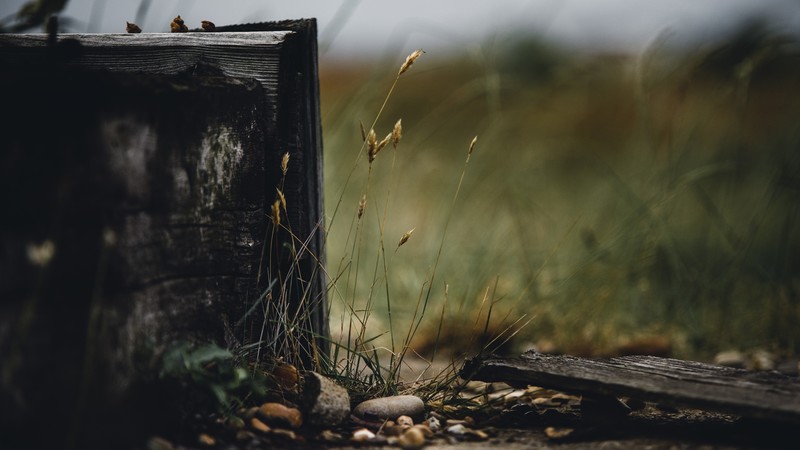 Alexander Andrews, grass, pebbles, wood, bokeh