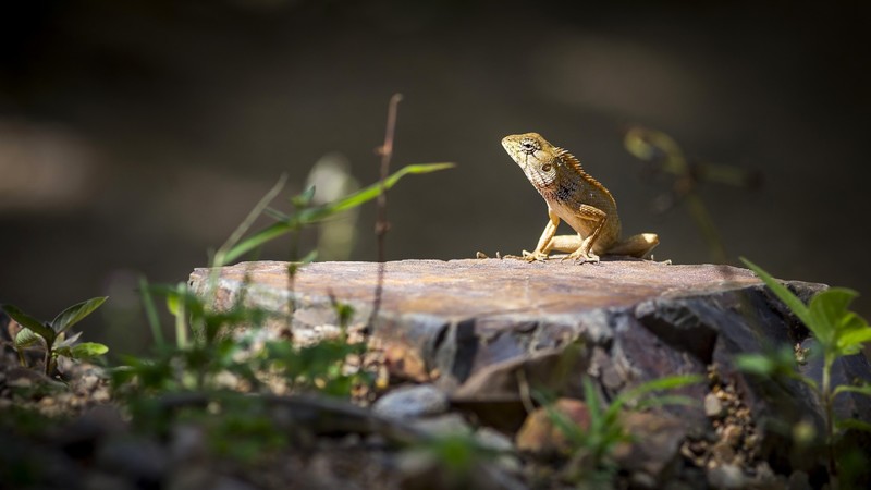 nature, animals, reptiles