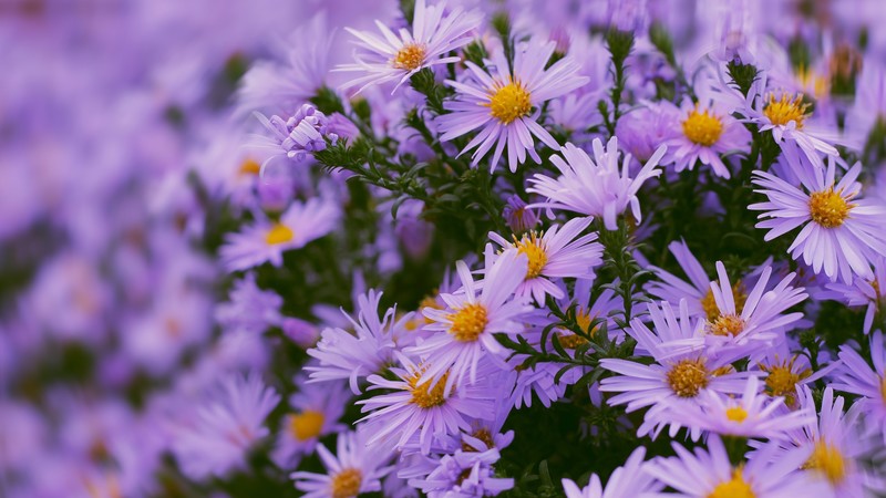 plants, flowers, colorful