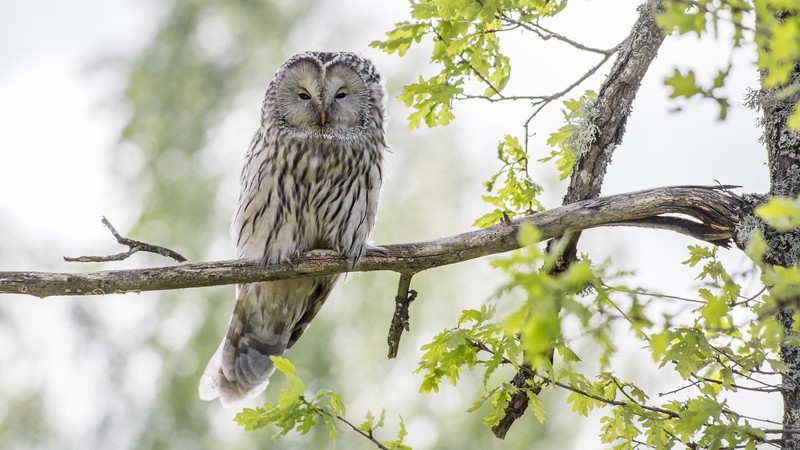 owl, nature, animals, birds