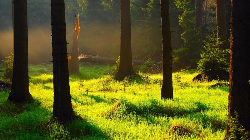 nature, landscape, forest, trees, plants, grass, sunlight, morning, spruce, mist