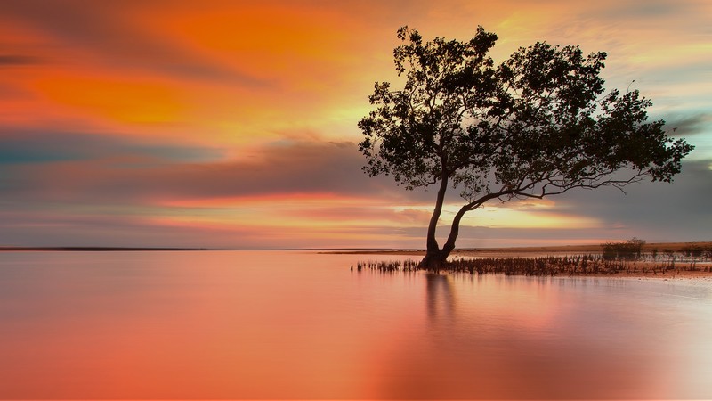 nature, landscape, trees, plants, river, sky, clouds, water, long exposure, mangrove, Australia