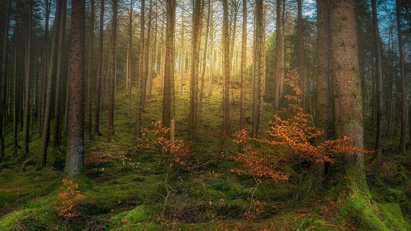 nature, landscape, trees, forest, plants, grass, moss, fall, sky, leaves, Scotland, UK