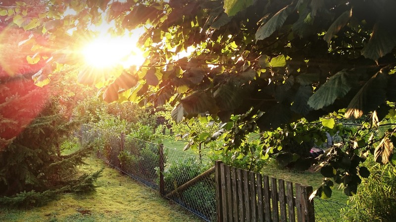 nature, leaves, fence, wood panels, Sun, sun rays, grass, garden, spruce, plants