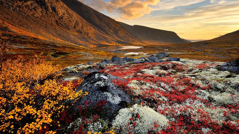nature, landscape, mountains, dawn, rocks, flowers, water, lake, clouds, sky, plants, grass, yellow flowers, red flowers, Khibiny Mountains, Russia