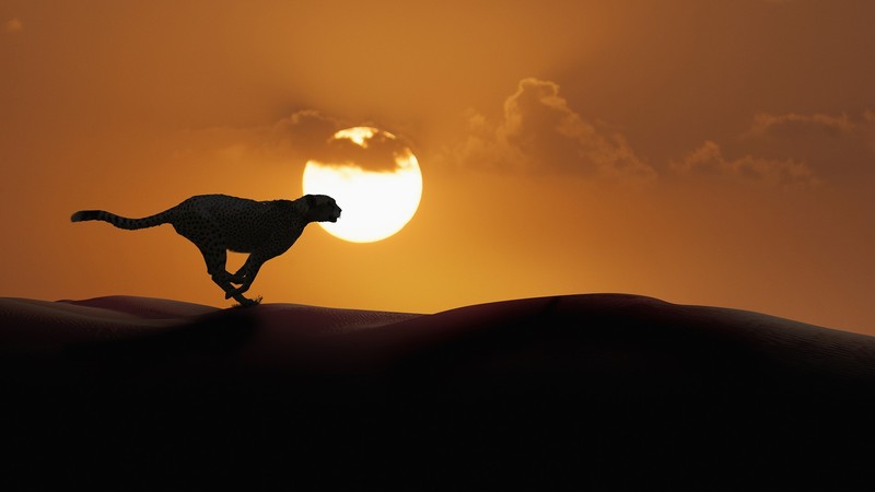 Sun, cheetah, sand, dunes, clouds, sunset, running, silhouette, desert