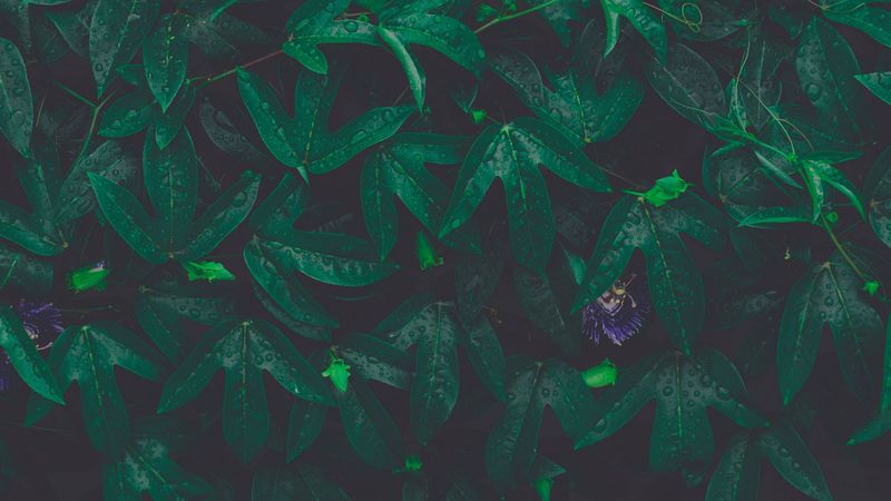 leaves, plant, drops, green, flower, wet, 4k
