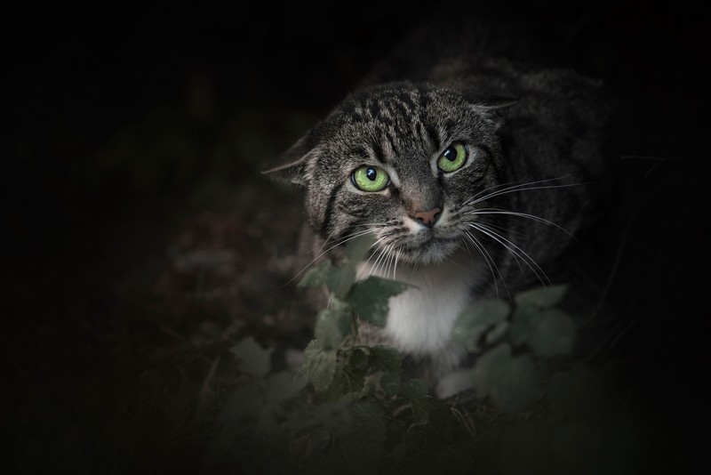 dark, animal eyes, mammals, cats, animals, green eyes