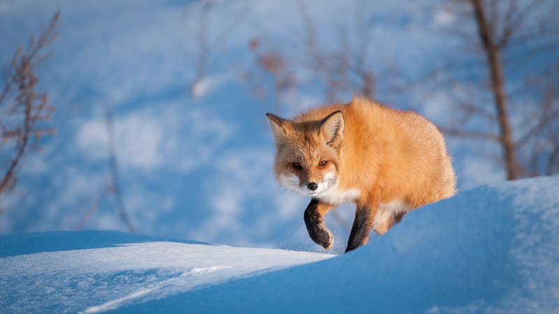 winter, cold, mammals, animals, snow, fox