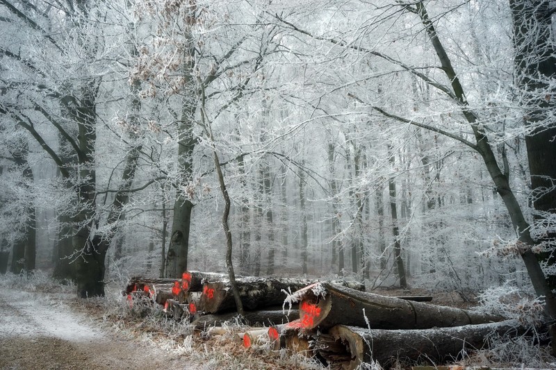 wood, cold, winter, trees, outdoors
